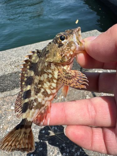 カサゴの釣果