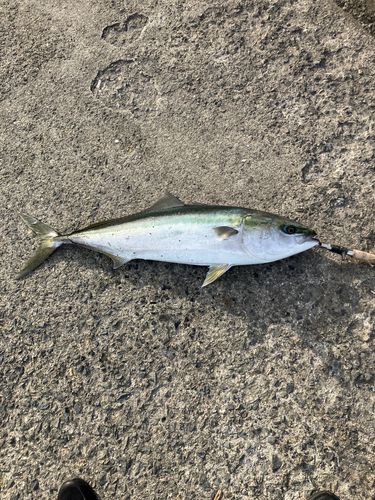 ブリの釣果