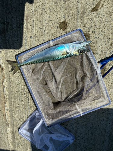 サバの釣果