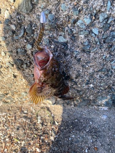 アラカブの釣果