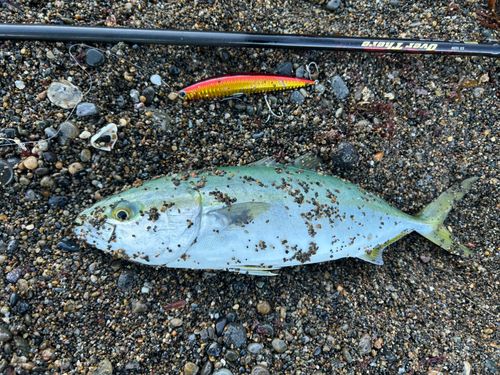 イナダの釣果