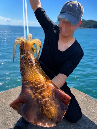 アオリイカの釣果