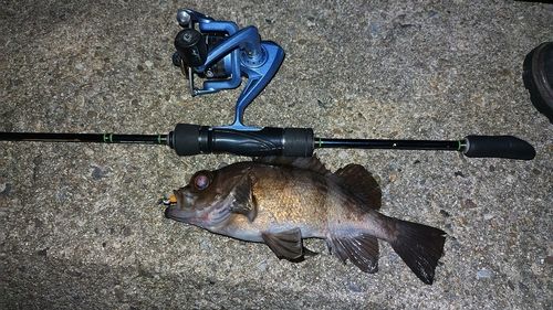 メバルの釣果