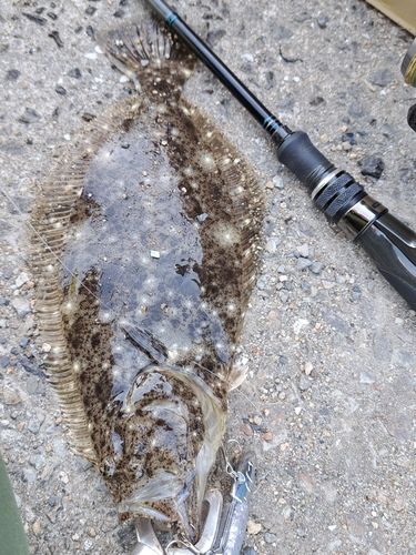 ヒラメの釣果