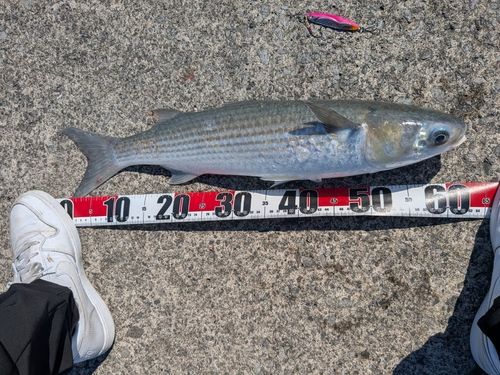 ボラの釣果