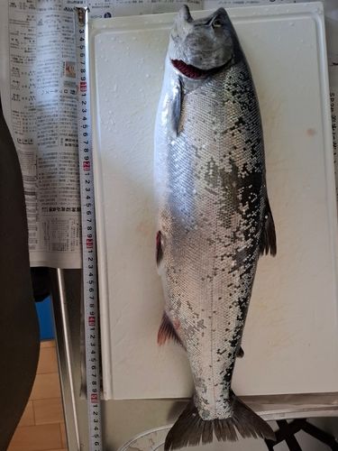 イカの釣果