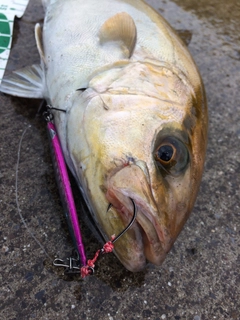 カンパチの釣果