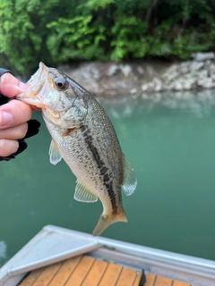 ラージマウスバスの釣果