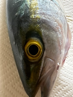 ツバイソの釣果