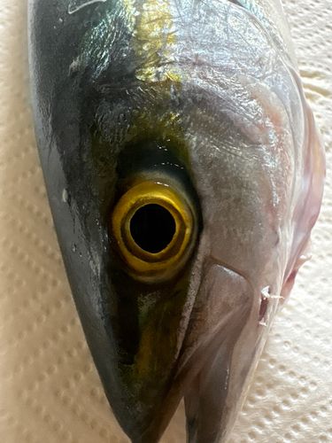 ツバイソの釣果
