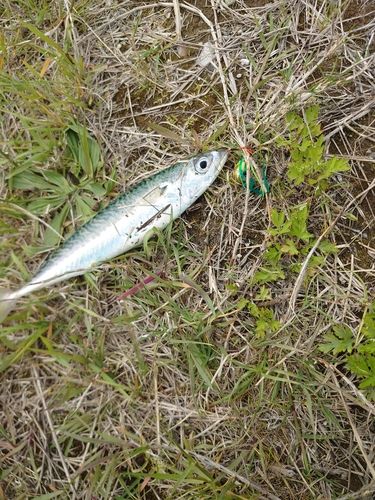 サバの釣果
