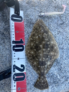 ソゲの釣果