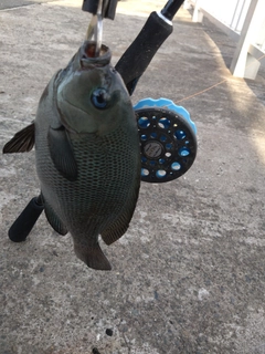 メジナの釣果