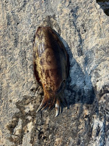 モンゴウイカの釣果