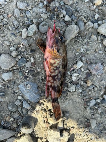 カサゴの釣果