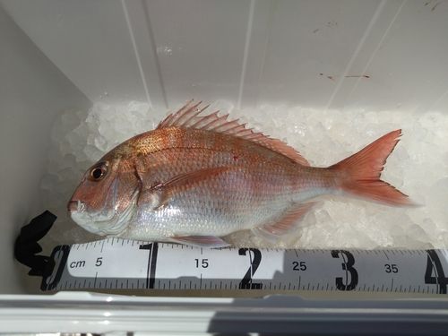 マダイの釣果