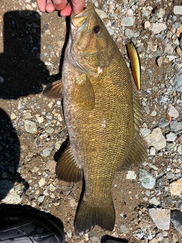 スモールマウスバスの釣果