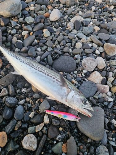 サゴシの釣果
