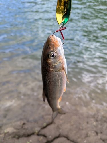 ウグイの釣果