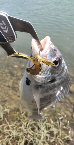キビレの釣果