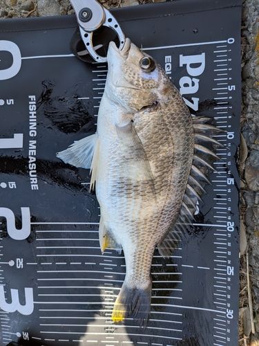 キビレの釣果