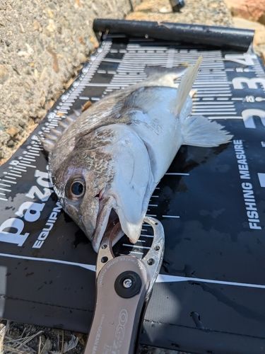 キビレの釣果