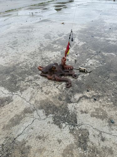 マダコの釣果