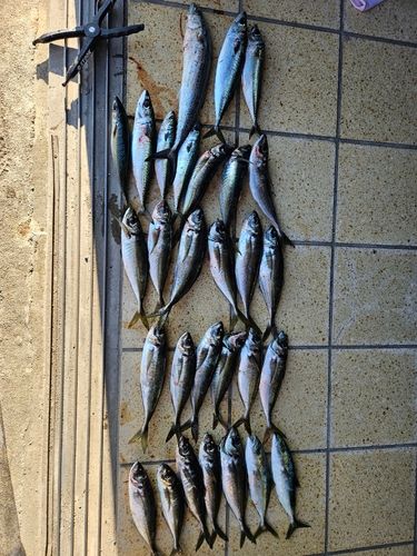 アジの釣果