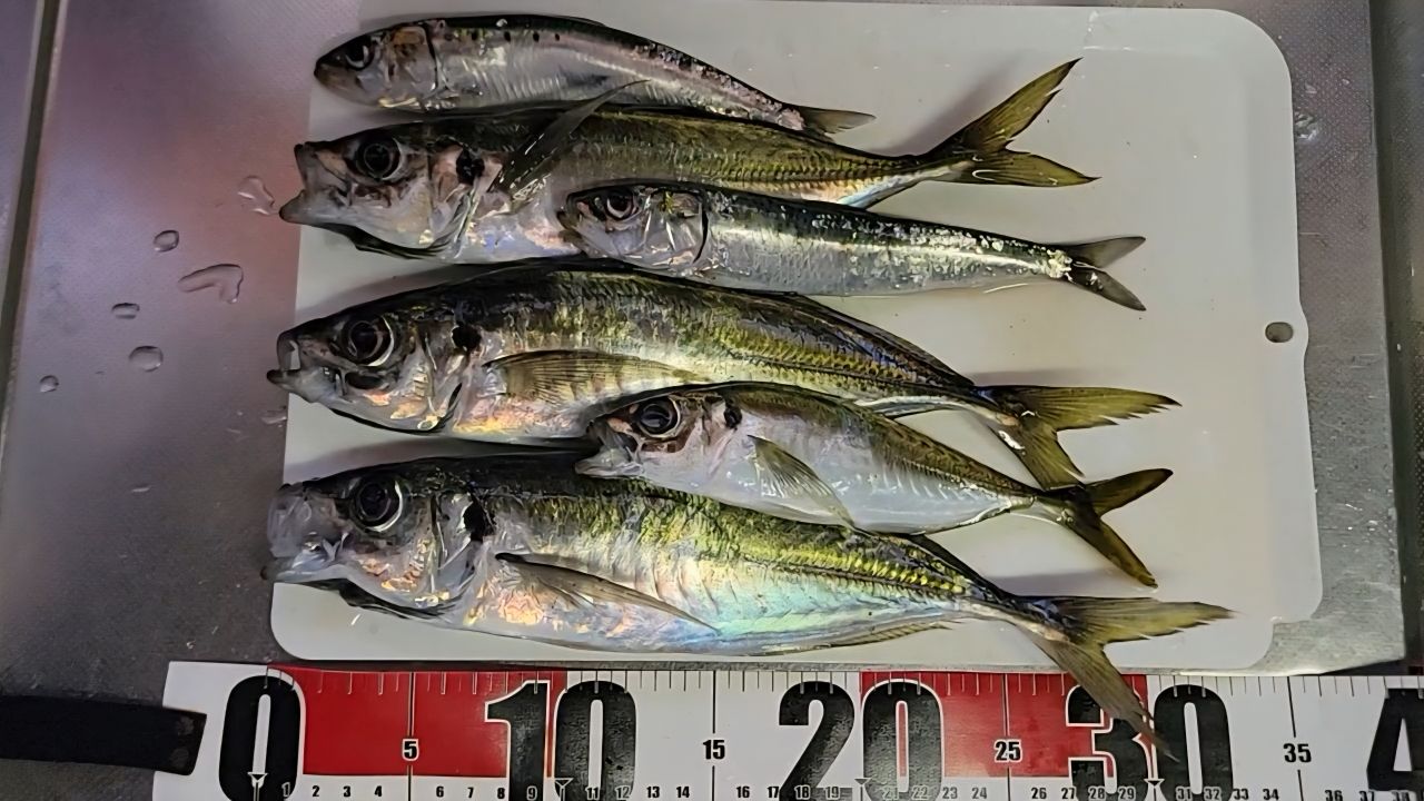 SHIMANO 20ソアレ TT アジング S64UL-Sの最安値・インプレ・釣果