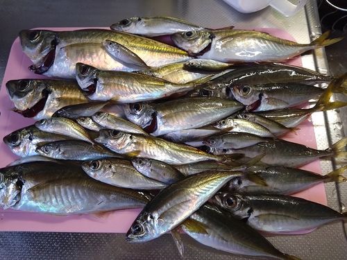 マアジの釣果