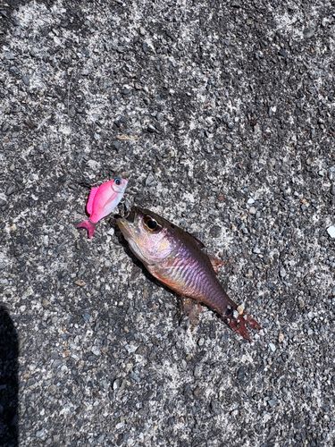 ネンブツダイの釣果