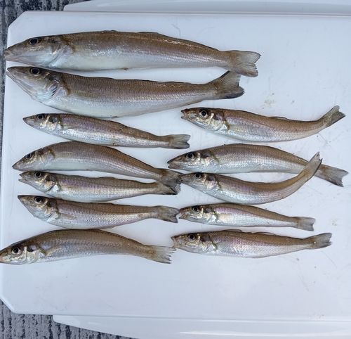 キスの釣果