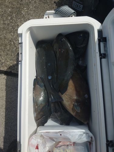 グレの釣果