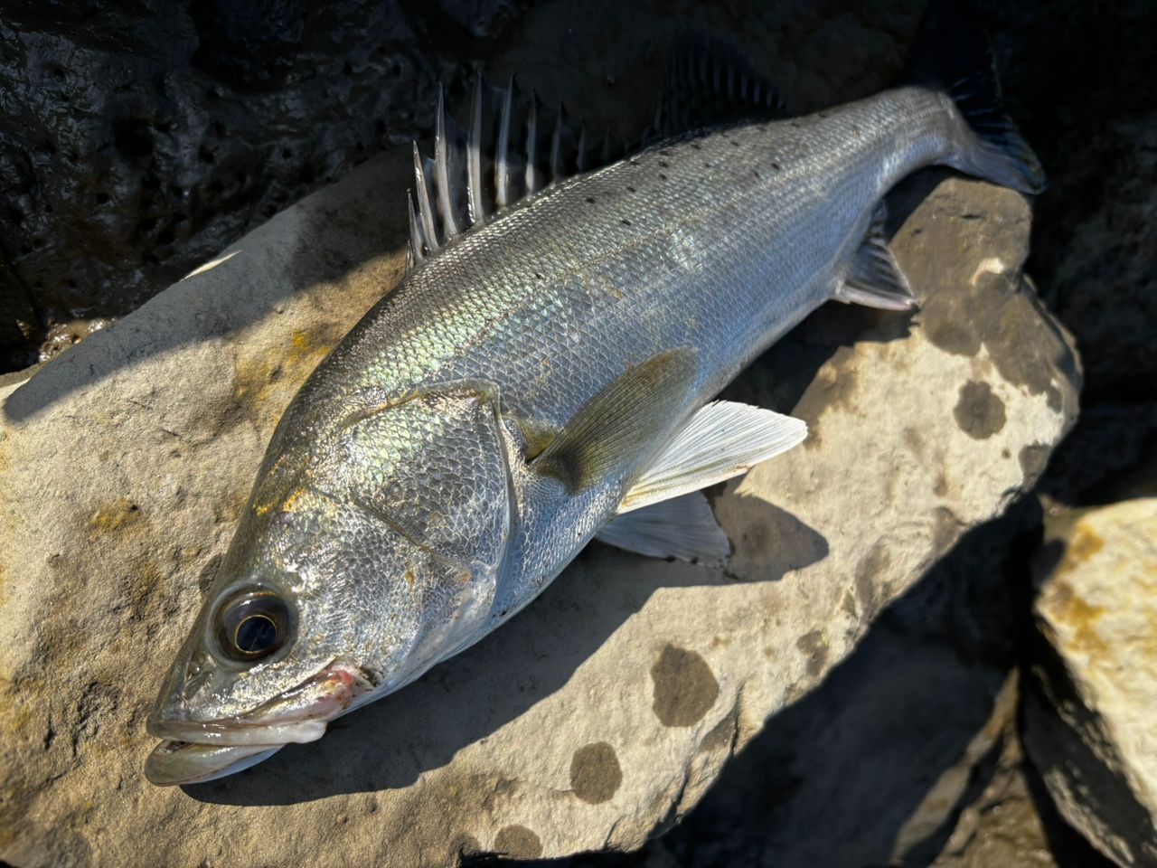 シーバスの釣果写真
