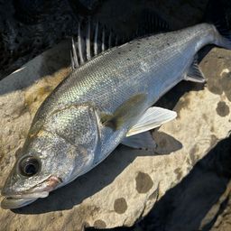 シーバスの釣果写真