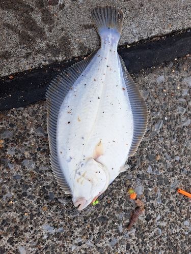 カレイの釣果