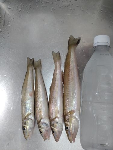 キスの釣果