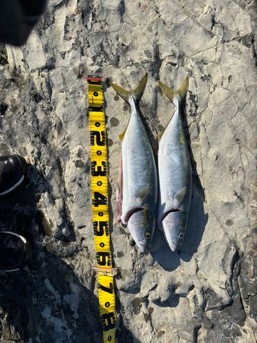 ワラサの釣果