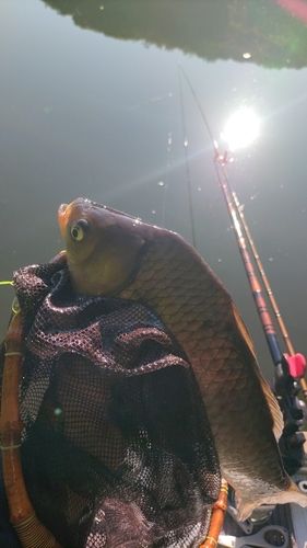 ヘラブナの釣果