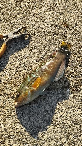 タケノコメバルの釣果