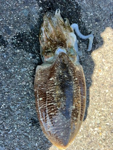 コウイカの釣果