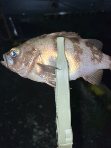 シロメバルの釣果