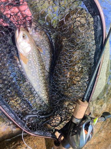 イワナの釣果