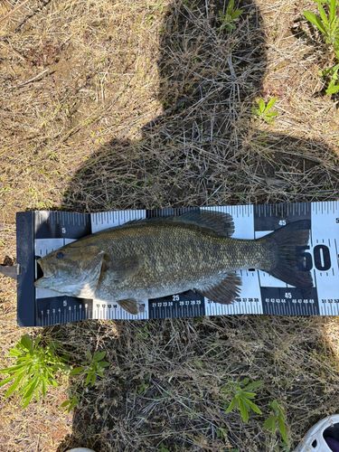 スモールマウスバスの釣果