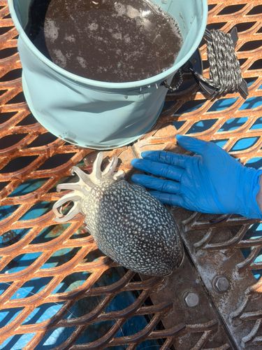 シリヤケイカの釣果