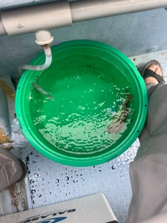 チダイの釣果