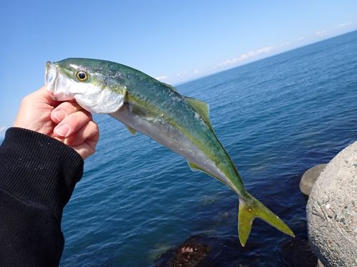 コゾクラの釣果
