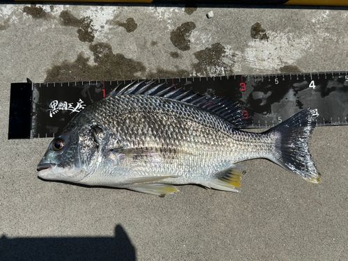 キビレの釣果
