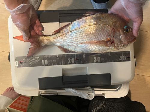 タイの釣果