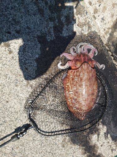 モンゴウイカの釣果